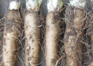 chicory roots