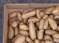 How to scrape a large quantity of potatoes in a short time.