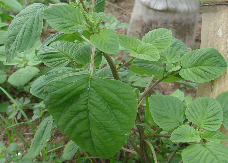 Amaranth leaves · cooked · boiled · drained | 21 calories | Happy Forks