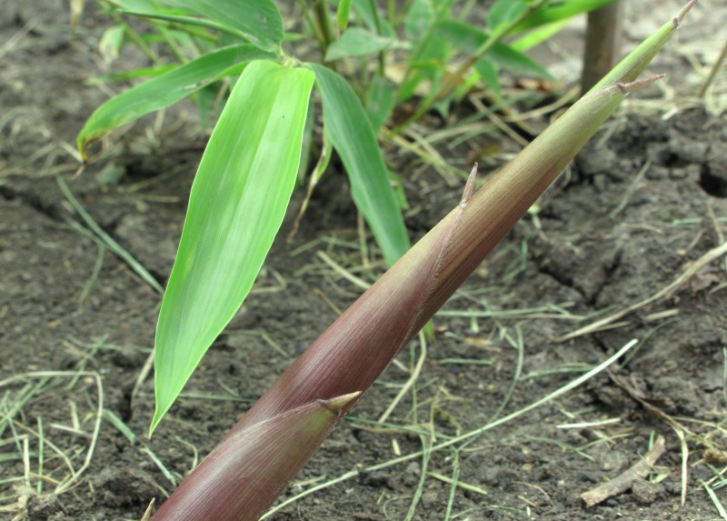 Bamboo shoots · cooked · boiled · drained 12 calories Happy Forks