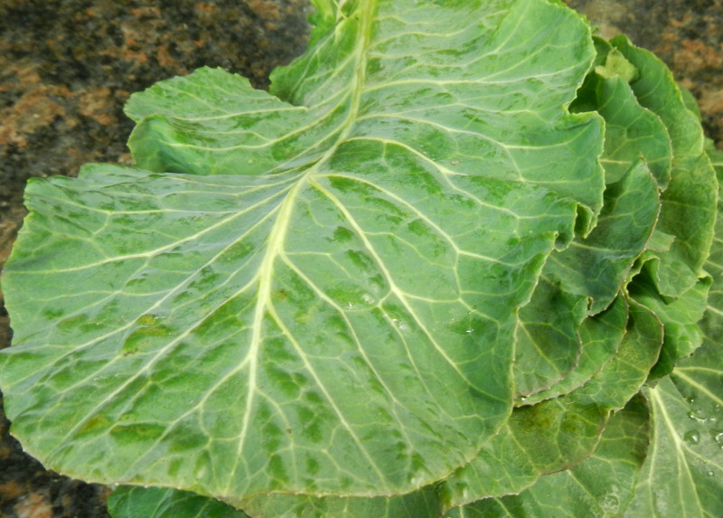 collards-nutrition-guide-and-its-healthy-properties-veggies-info