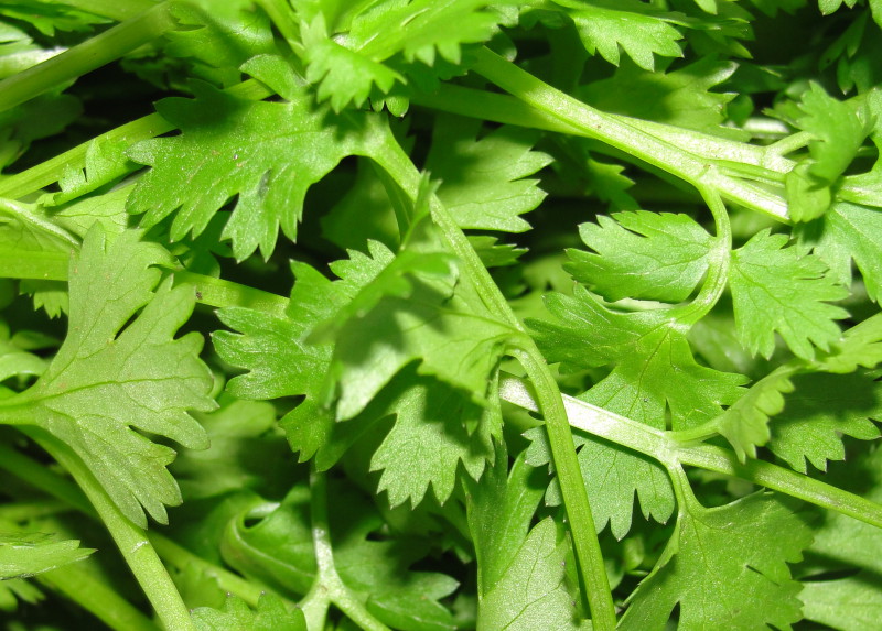 Coriander (cilantro) leaves · raw 23 calories Happy Forks