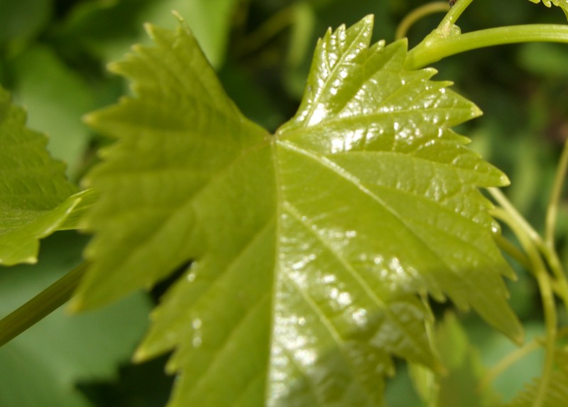 Grape leaves · raw 93 calories Happy Forks