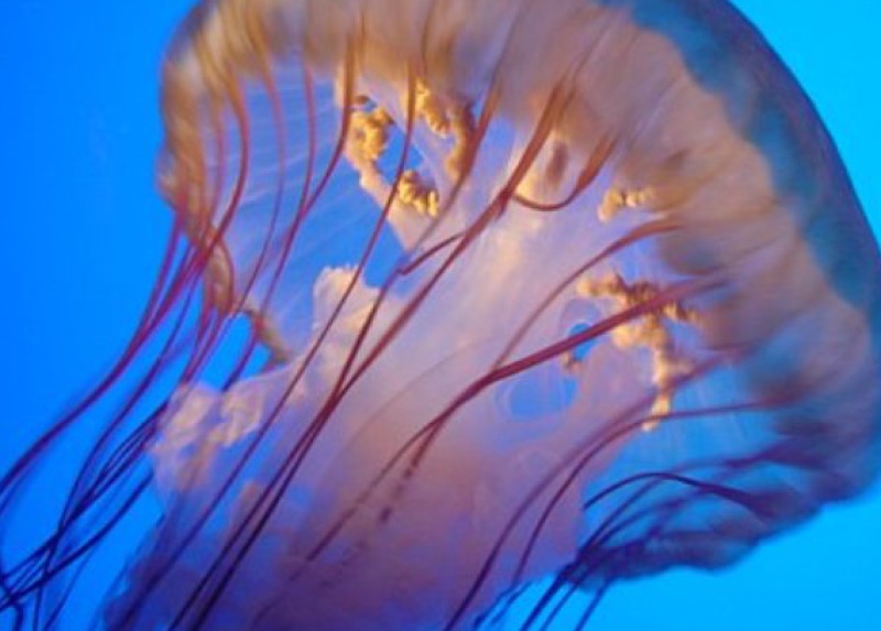 Jellyfish · dried · salted | 36 calories | Happy Forks