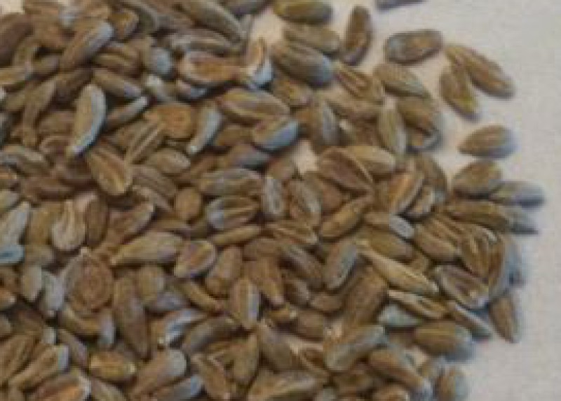 Spices · anise seed 337 calories Happy Forks