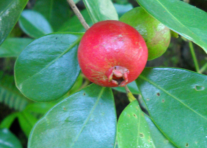 Guavas · strawberry · raw 69 calories Happy Forks