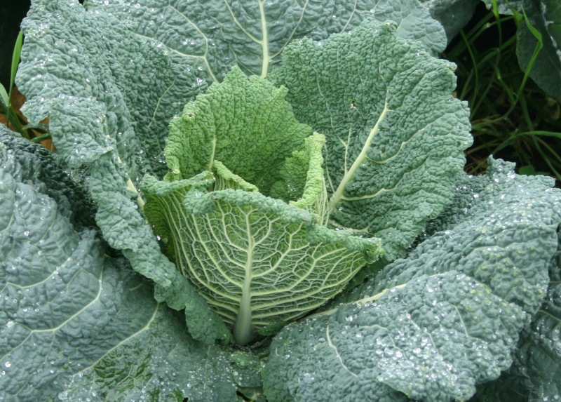 Cabbage · savoy · cooked · boiled · drained · with salt 24 calories