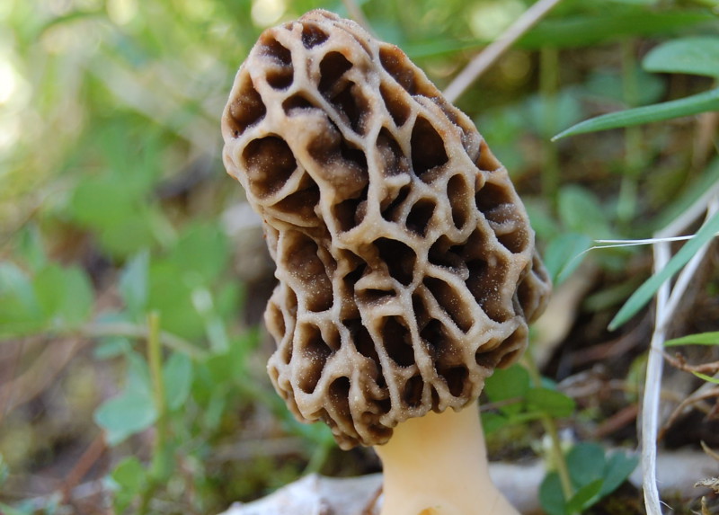 Mushrooms · morel · raw 31 calories Happy Forks
