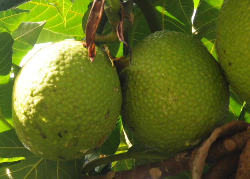 Breadfruit · cooked · fat not added in cooking 114 calories Happy Forks