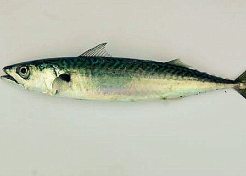 Fish · mackerel · jack · canned · drained solids 156 calories Happy