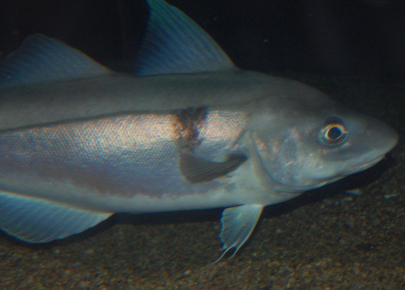 Fish · haddock · cooked · dry heat 90 calories Happy Forks