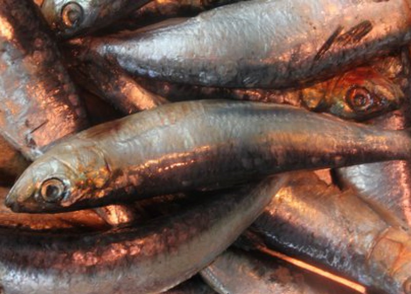 Fish · sardine · Atlantic · canned in oil 208 calories Happy Forks