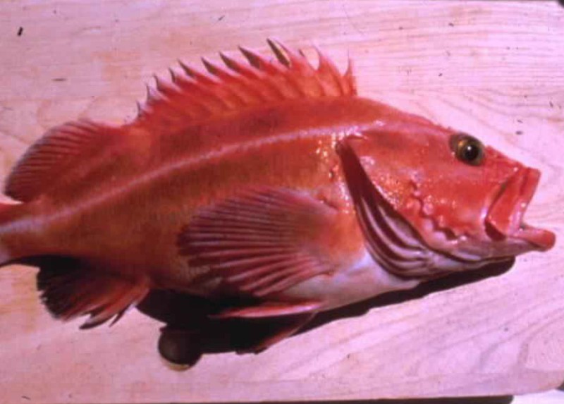 Fish · rockfish · Pacific · mixed species · cooked 109 calories