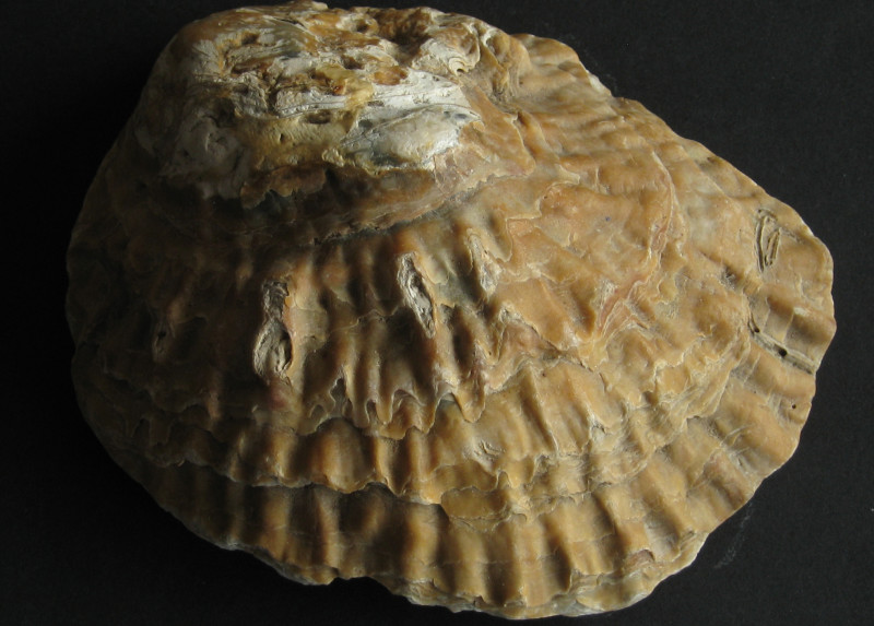 Mollusks · oyster · eastern · canned 68 calories Happy Forks