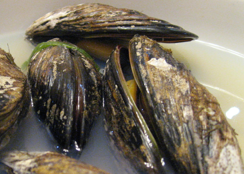 Mollusks · mussel · blue · cooked · moist heat 172 calories Happy Forks