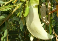 sesbania flower