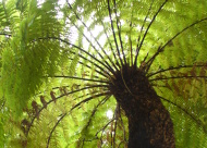 tree fern