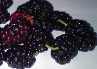 mulberries