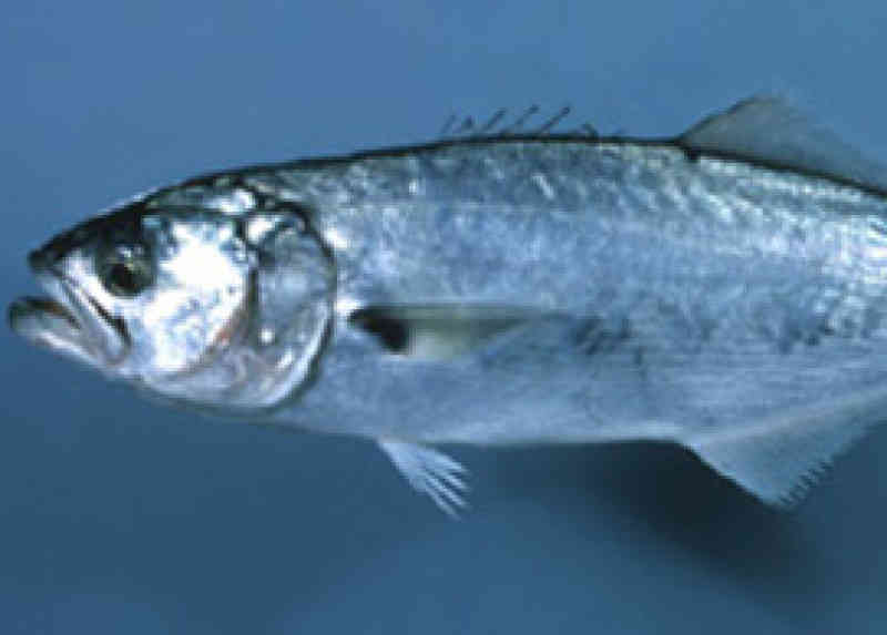 blue fish kento box fish calories Fish · bluefish · cooked · dry heat | 159 calories