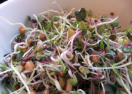 sprout salad